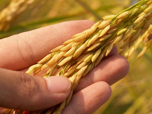 Workshops Rice and landscape, a reflection on sustainability through cuisine, 